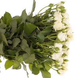 Rose verzweigt creme Belarus 4+Blüte 60cm