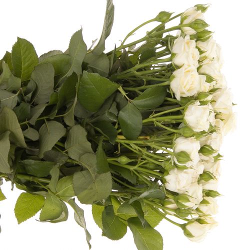 Rose verzweigt creme Belarus 4+Blüte 60cm