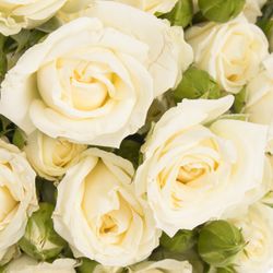 Rose verzweigt creme Belarus 4+Blüte 60cm