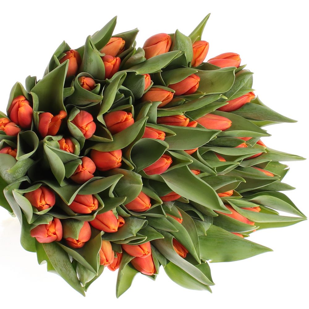 Tulpe orange Time Out  32 Gramm