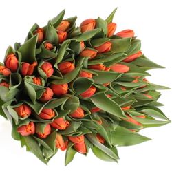 Tulpe orange Time Out  32 Gramm