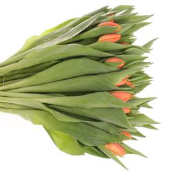 Tulpe orange Time Out  32 Gramm