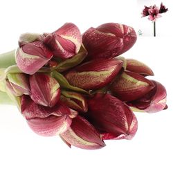 Amaryllis rot/weiss Daphne