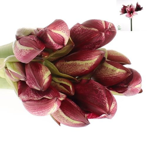 Amaryllis rot/weiss Daphne