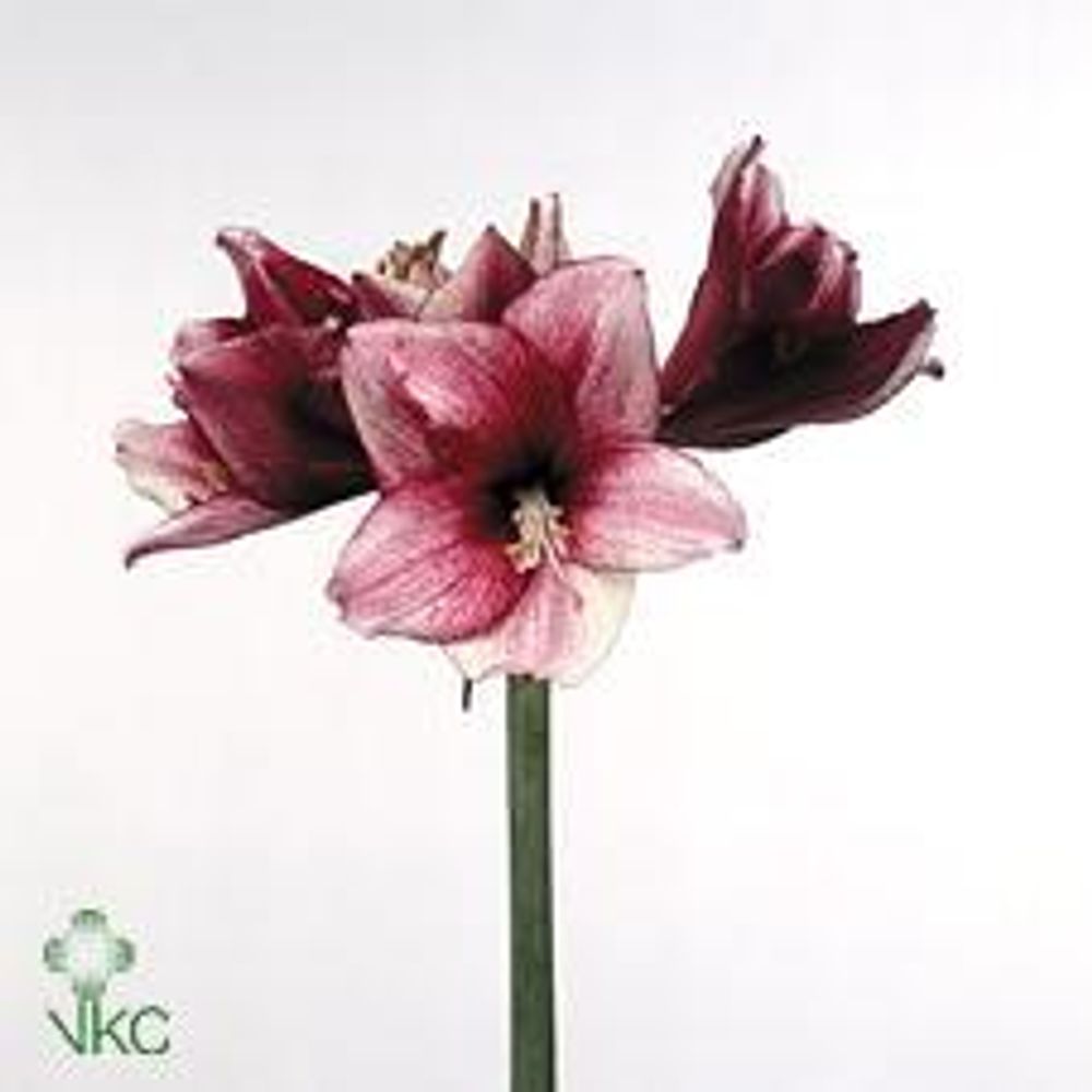 Amaryllis rot/weiss Daphne