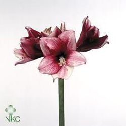 Amaryllis rot/weiss Daphne