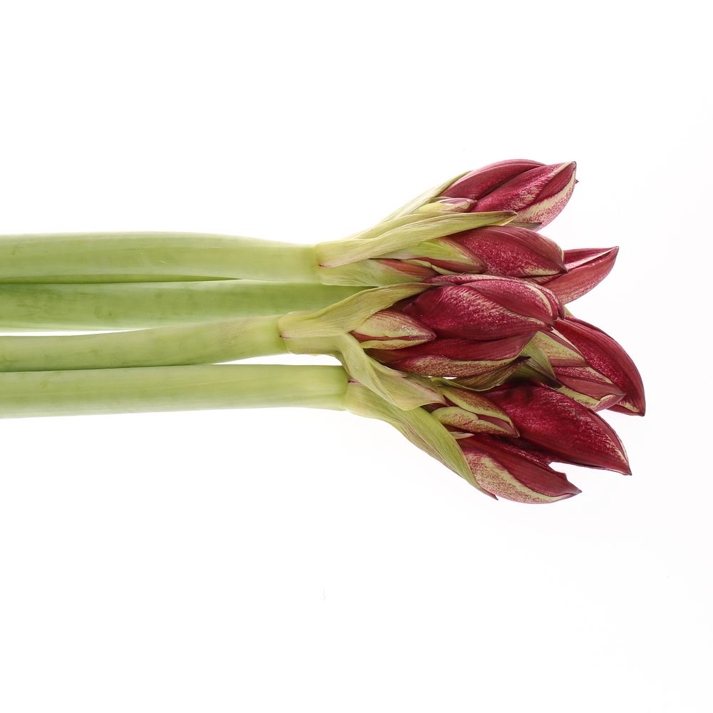 Amaryllis rot/weiss Daphne