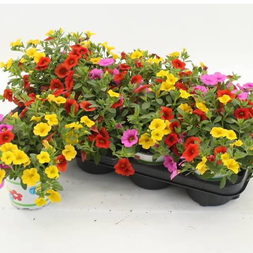 Calibrachoa Trixi Candyhouse gelb/rosa T12 H020