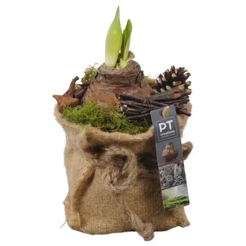 Amaryl.Arr PTAA7563 rote Bl. T13 H027