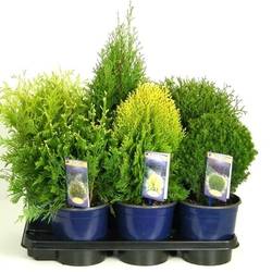 Thuja mix        T17 H40