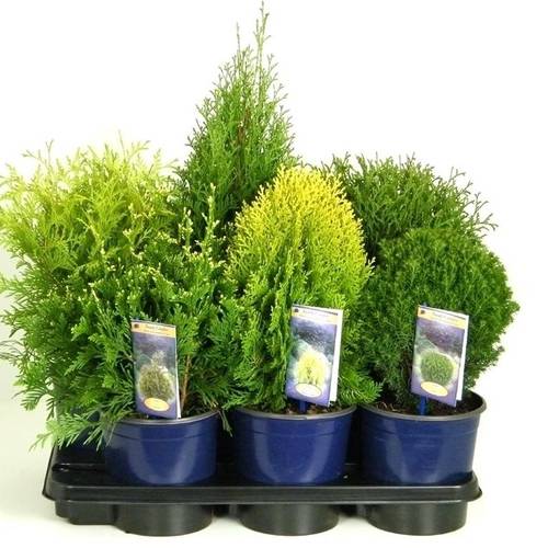 Thuja mix        T17 H40
