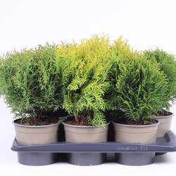 Thuja grün mix T17 H040