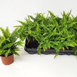 Nephrolep.Green Lady T09 H15