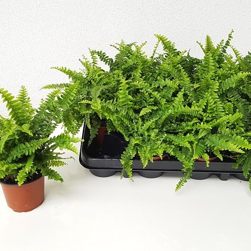 Nephrolep.Green Lady T09 H15