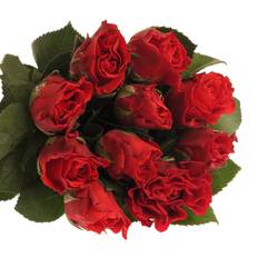 Rose rot El Toro 60cm
