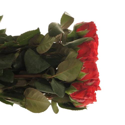 Rose rot El Toro 60cm