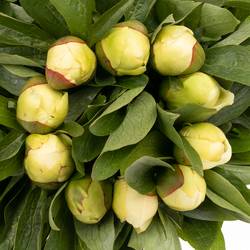 Pfingstrose creme Sunny Girl 60cm