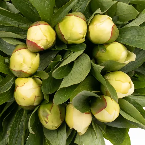 Pfingstrose creme Sunny Girl 60cm