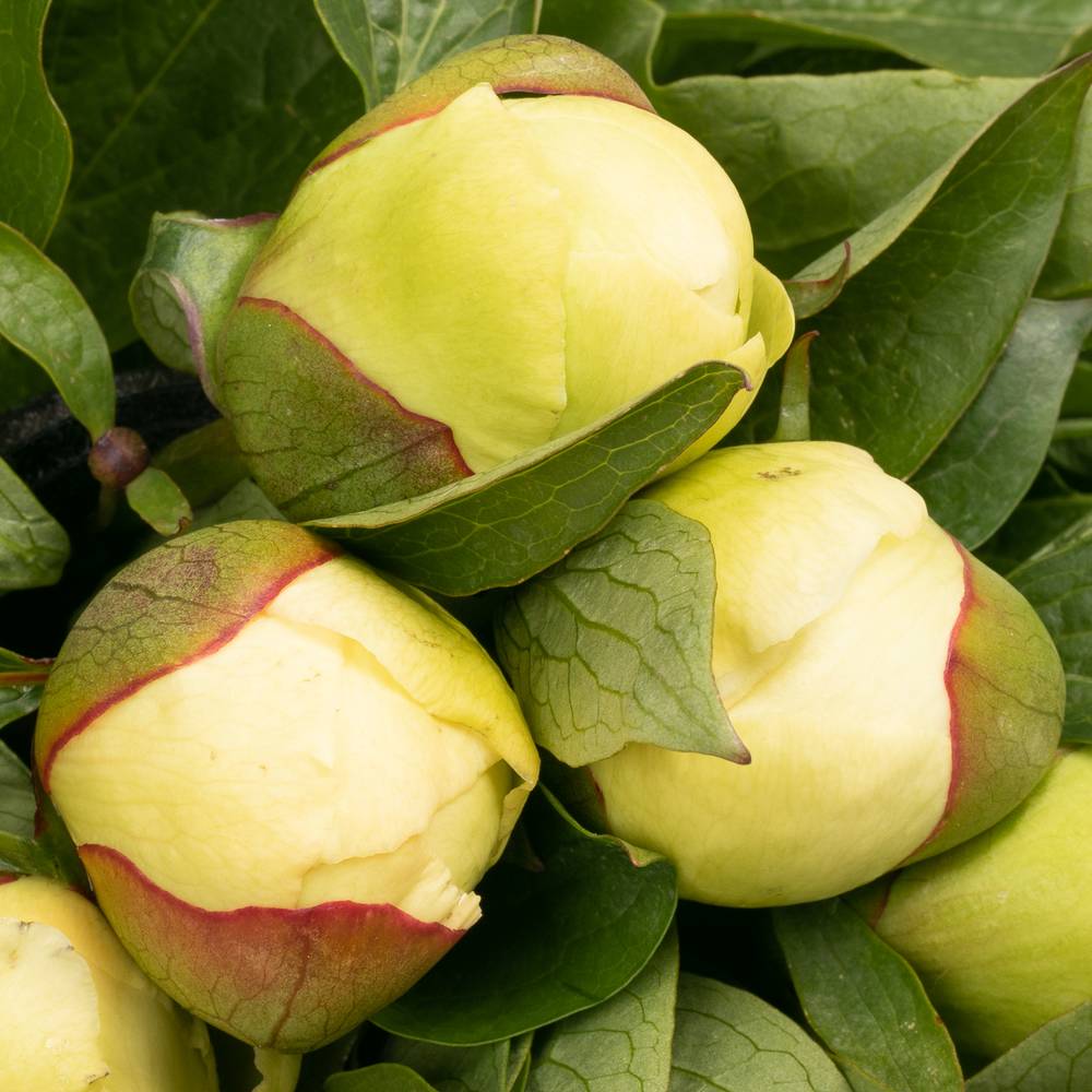 Pfingstrose creme Sunny Girl 60cm