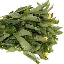 Pfingstrose creme Sunny Girl 60cm