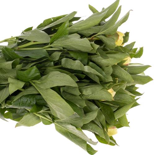 Pfingstrose creme Sunny Girl 60cm