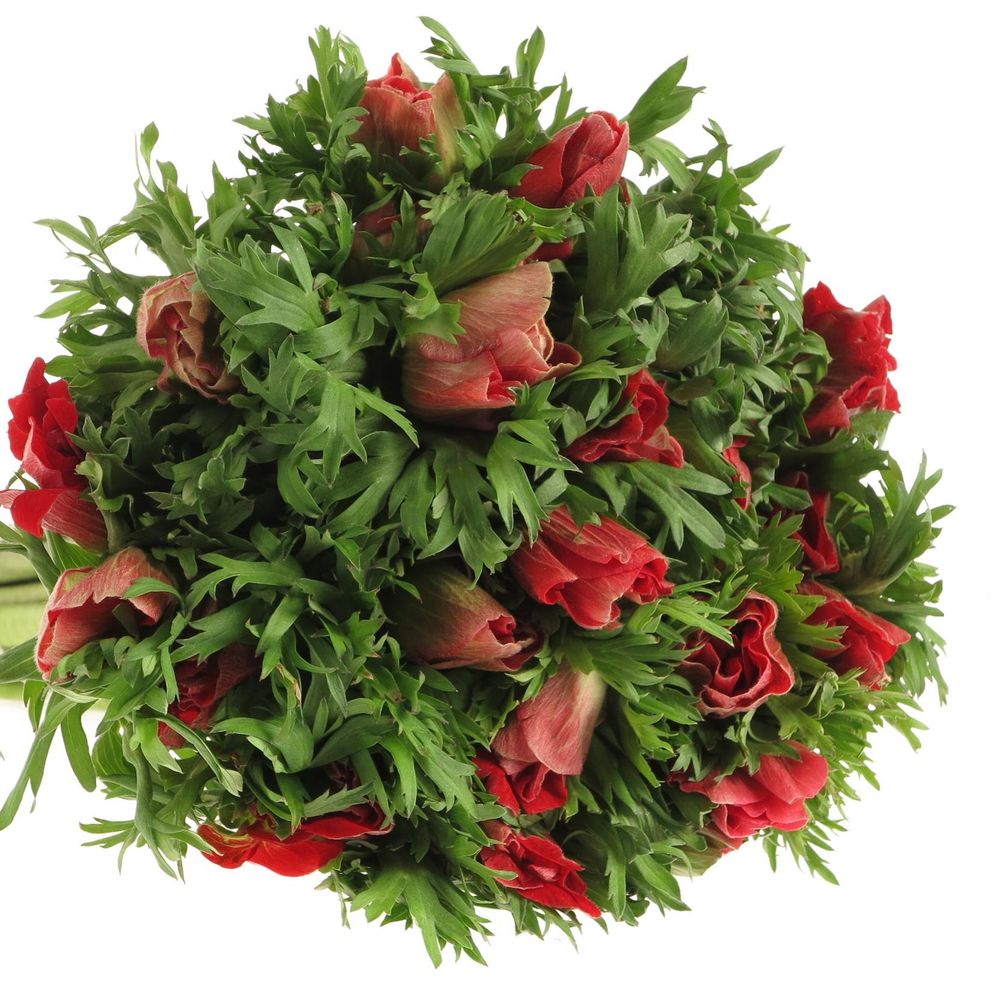Anemone rot Marianne Frankreich 40cm