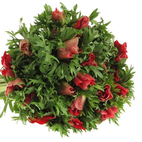 Anemone rot Marianne Frankreich 45cm