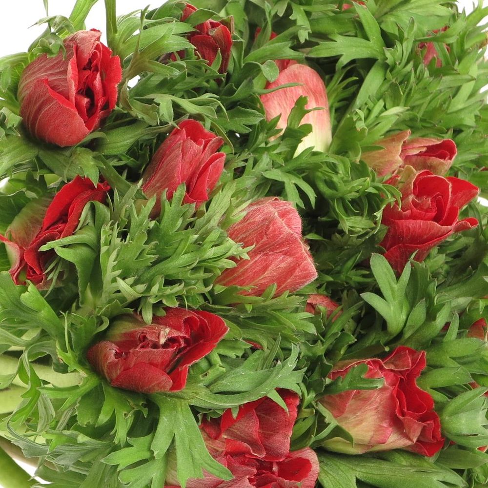 Anemone rot Marianne Frankreich 40cm