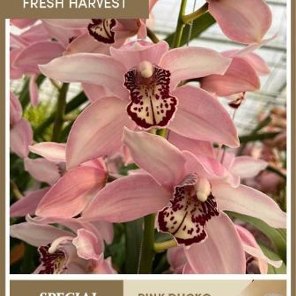 Cymbidium hell rosa Pink Ducko 80cm 13+Blüte