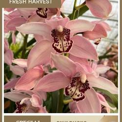 Cymbidium hell rosa Pink Ducko 80cm 13+Blüte