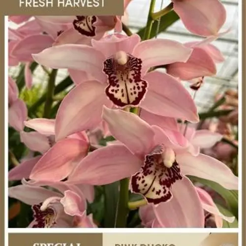 Cymbidium hell rosa Pink Ducko 80cm 13+Blüte