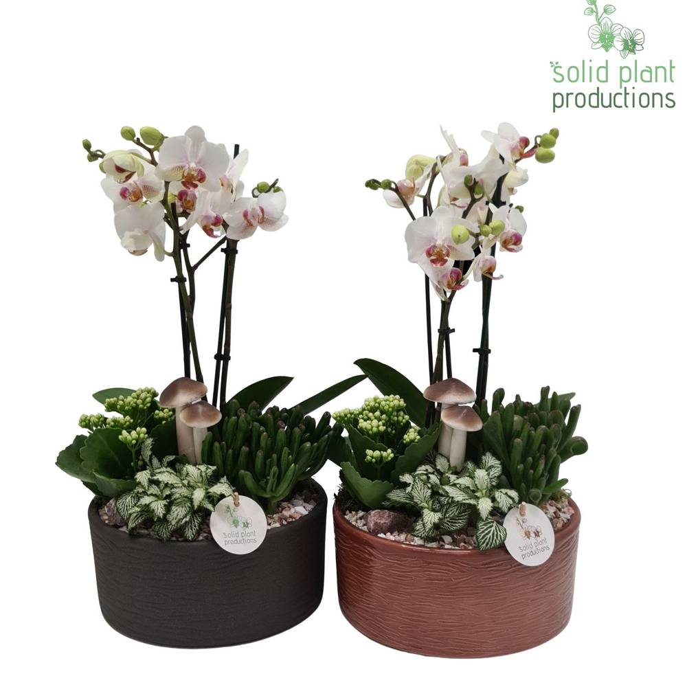 Phal.Arr mix PH004 Stella Herbst T22 H045