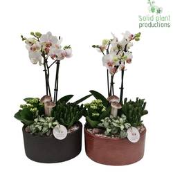 Phal.Arr mix PH004 Stella Herbst T22 H045