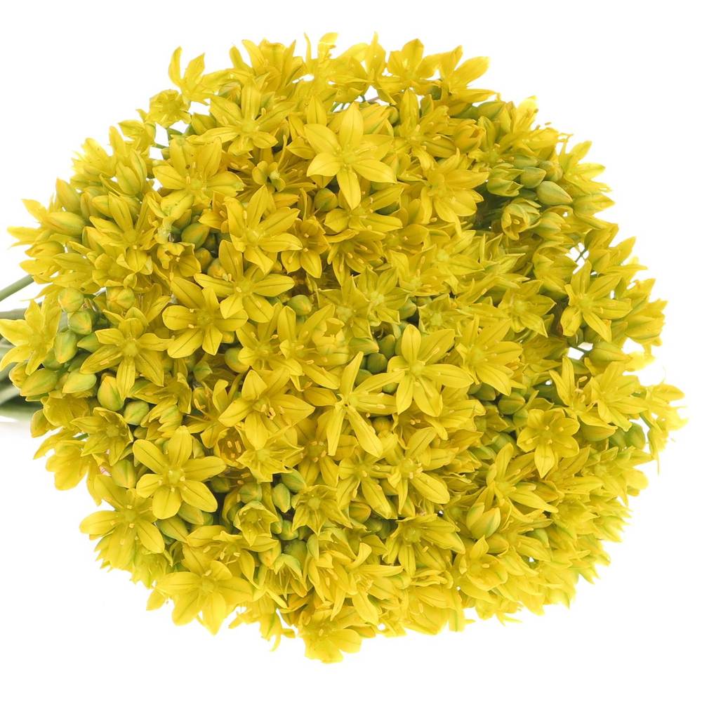 Allium Mini gelb Jeanine 40cm