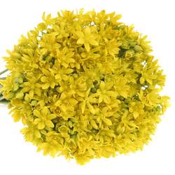 Allium Mini gelb Jeanine 40cm