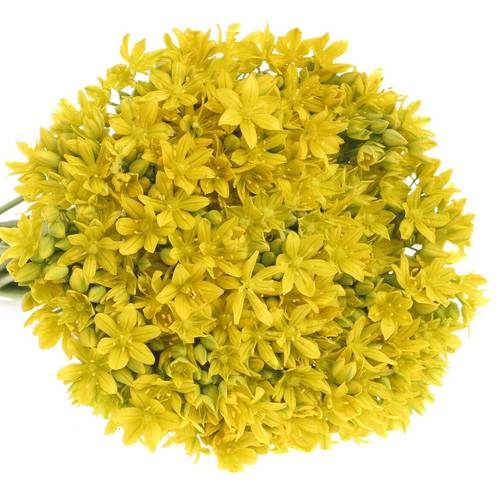 Allium Mini gelb Jeanine 40cm