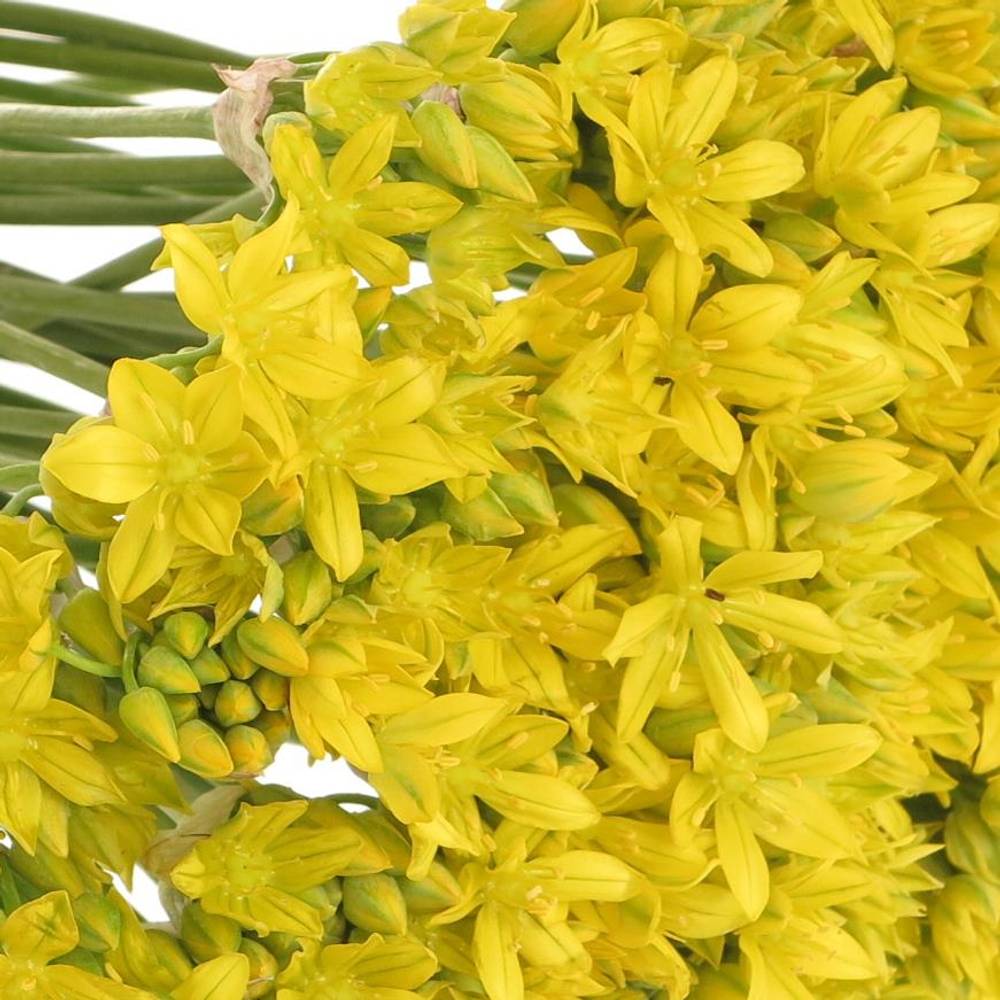 Allium Mini gelb Jeanine 40cm