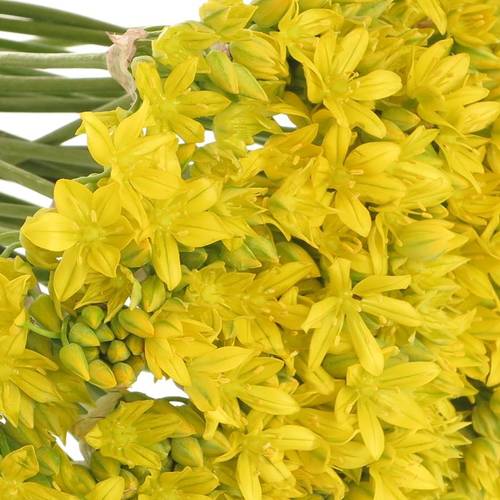Allium Mini gelb Jeanine 40cm