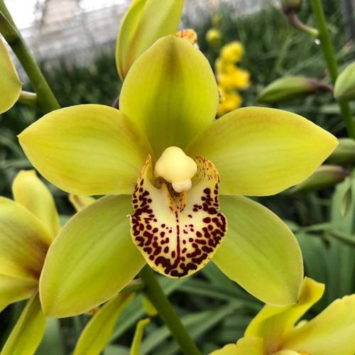 Mini Cymbidium grün/weinrot Siette 8+Blüte 40cm