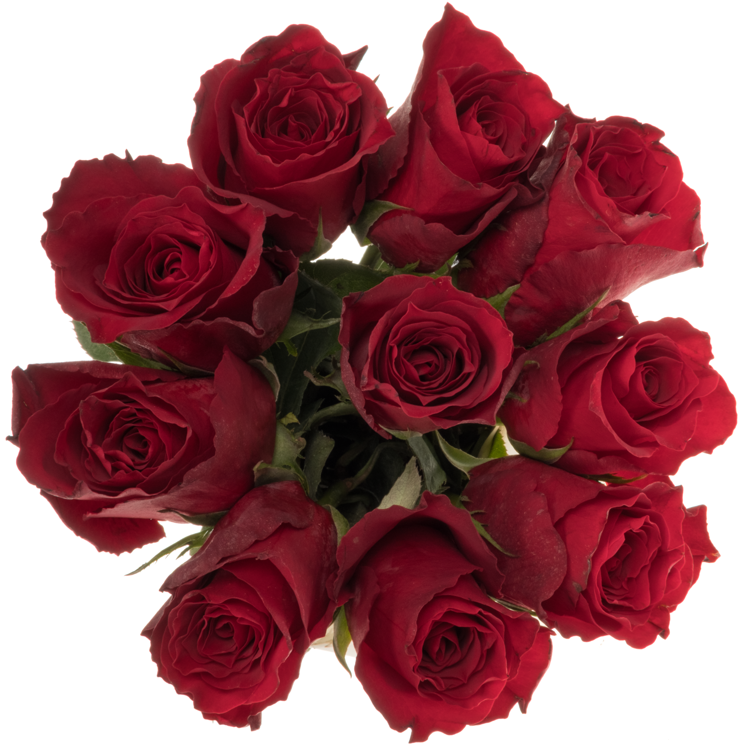 Rose dunkel rot Eternity 50cm