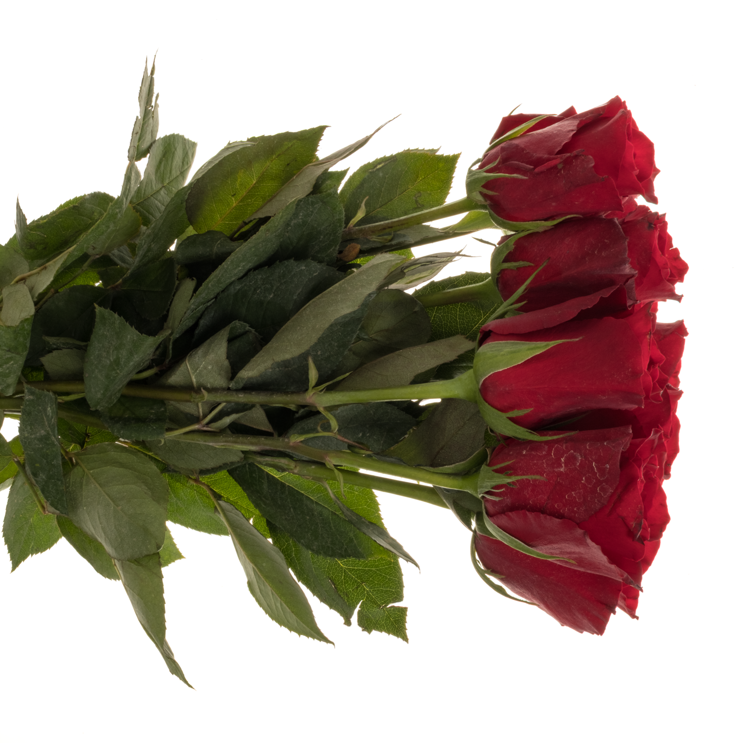 Rose dunkel rot Eternity 50cm