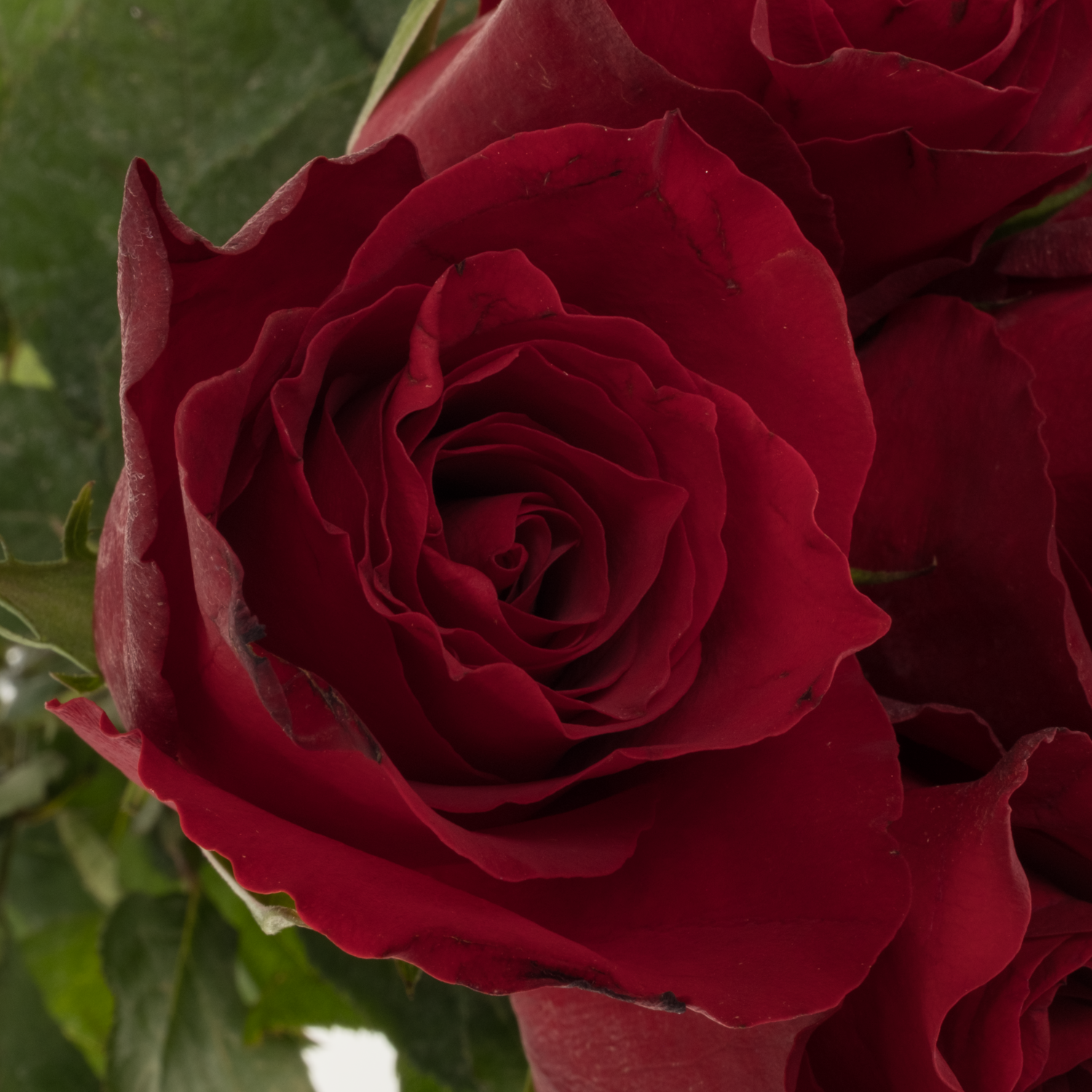 Rose dunkel rot Eternity 50cm