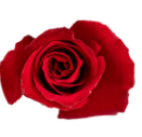 Rose dunkel rot Eternity 50cm