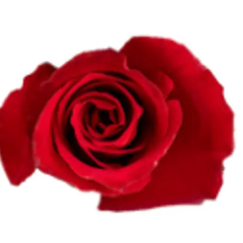 Rose dunkel rot Eternity 50cm