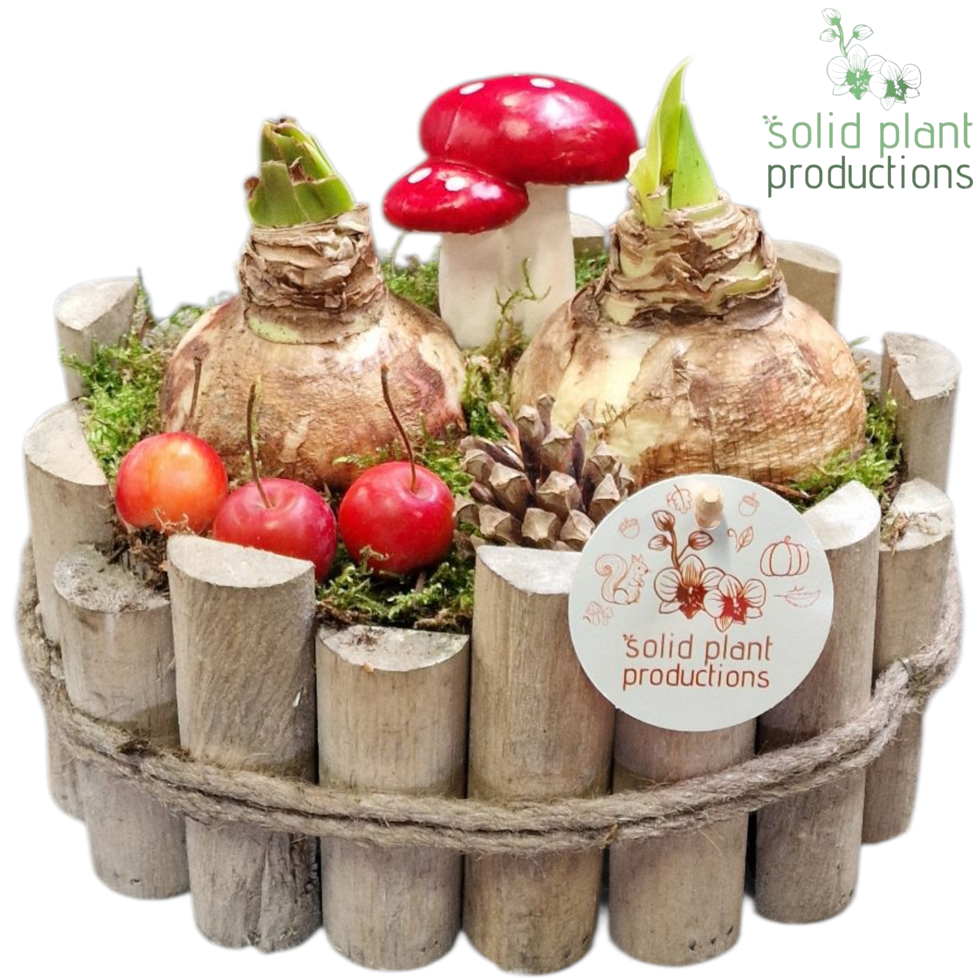 Amaryl.Arr AH003 Bologna Small T22 H020