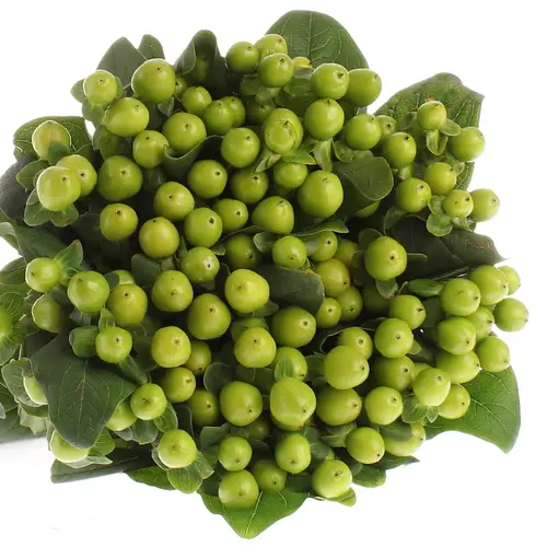 Hypericum grün Nat.40cm
