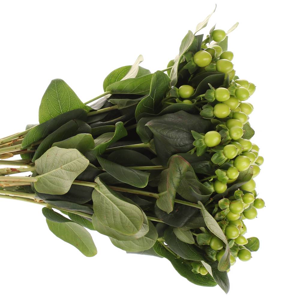 Hypericum grün Nat.40cm