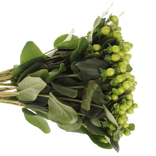 Hypericum grün Nat.40cm