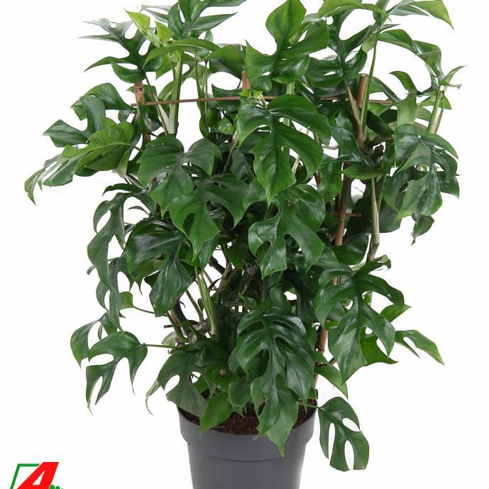 verrucosum philodendron Philodendron verrucosum Amaluza main image 0