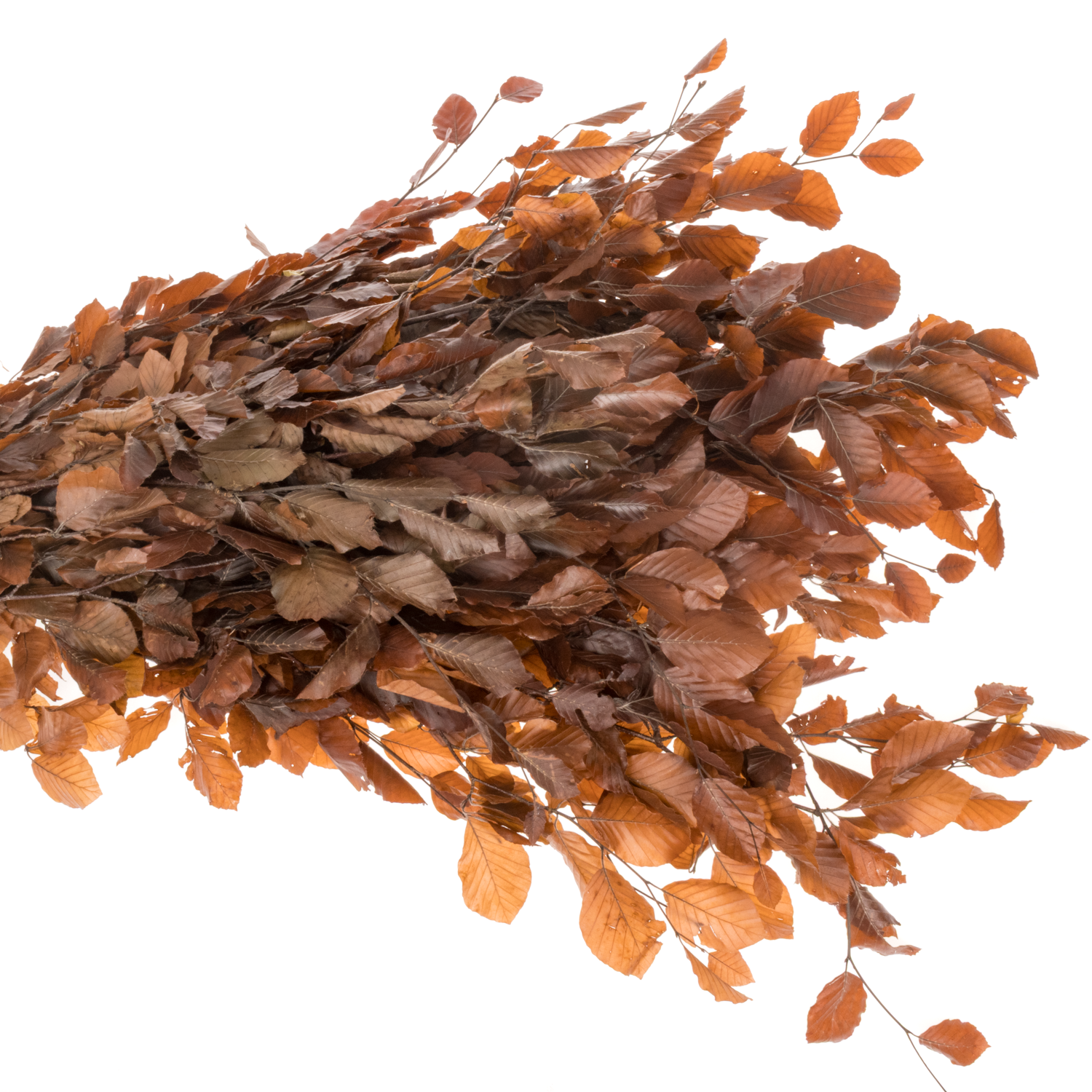 Buchelaub orange Präpariert 70cm